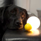 Little Bulb Portable Nightlight LITE