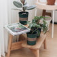 Little x Step Stool